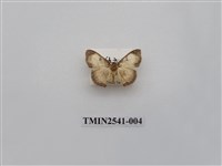 藏品(尺蛾27)的圖片